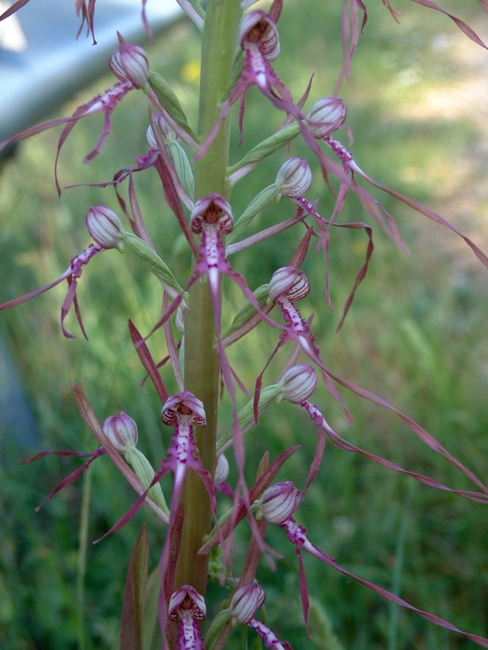 himantoglossum adriaticum